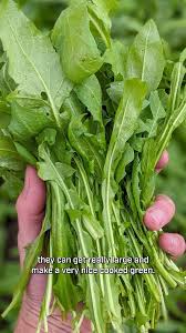 Attēlu rezultāti vaicājumam “Capsella bursa-pastoris leaf”