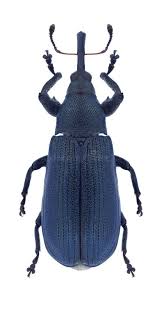 Attēlu rezultāti vaicājumam “Magdalis sp.”