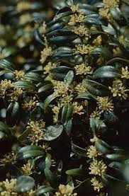 Attēlu rezultāti vaicājumam “Buxus sempervirens flower”