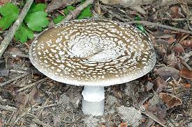 Attēlu rezultāti vaicājumam “Amanita excelsa”