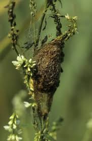 Attēlu rezultāti vaicājumam “Saturnia pavonia cocoon”
