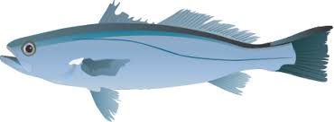 Image result for Cynoscion regalis