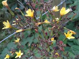 Attēlu rezultāti vaicājumam “Mycelis muralis flower”
