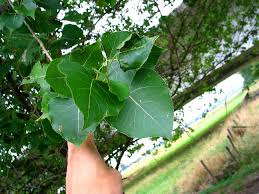 Attēlu rezultāti vaicājumam “Populus x canadensis”