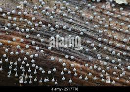 Attēlu rezultāti vaicājumam “Physarum leucopus stalked”