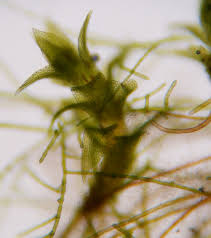 Attēlu rezultāti vaicājumam “Zygodon rupestris”