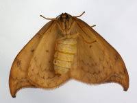 Attēlu rezultāti vaicājumam “Drepana falcataria”