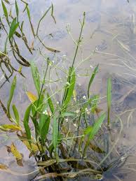 Attēlu rezultāti vaicājumam “Alisma lanceolatum leaf”