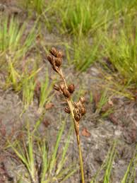 Attēlu rezultāti vaicājumam “Rhynchospora fusca”