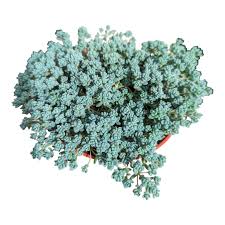 Attēlu rezultāti vaicājumam “Didymium minus stalked”