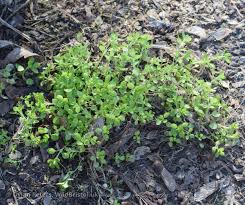 Attēlu rezultāti vaicājumam “Stellaria pallida”
