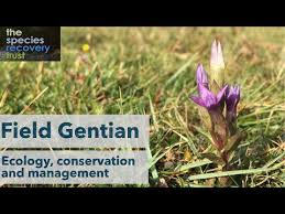 Attēlu rezultāti vaicājumam “Gentianella campestris”