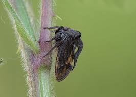 Attēlu rezultāti vaicājumam “Centrotus cornutus”