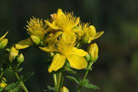 Attēlu rezultāti vaicājumam “Hypericum maculatum flower”