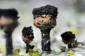 Attēlu rezultāti vaicājumam “Calicium salicinum”