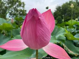 Attēlu rezultāti vaicājumam “Lotus sp. flower”