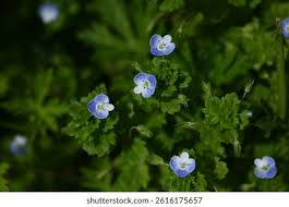 Attēlu rezultāti vaicājumam “Veronica persica flower”