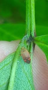 Attēlu rezultāti vaicājumam “Psallus sp.”