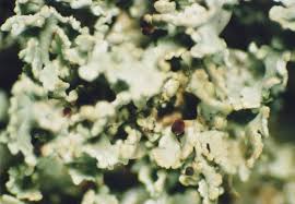 Attēlu rezultāti vaicājumam “Cladonia caespiticia”