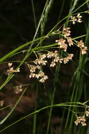 Attēlu rezultāti vaicājumam “Luzula luzuloides”