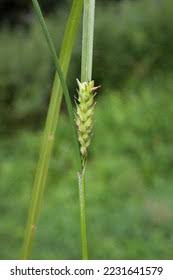 Attēlu rezultāti vaicājumam “Carex hirta female flower”