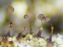 Attēlu rezultāti vaicājumam “Clastoderma debaryanum spores”