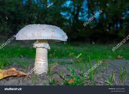 Attēlu rezultāti vaicājumam “Amanita strobiliformis”