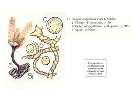 Attēlu rezultāti vaicājumam “Arcyria minuta stalked”