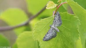 Attēlu rezultāti vaicājumam “Eupithecia subumbrata”