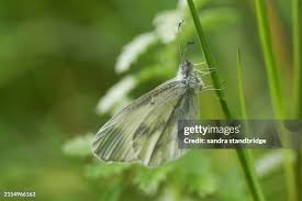 Attēlu rezultāti vaicājumam “Leptidea sinapis”