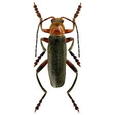 Attēlu rezultāti vaicājumam “Cantharidae”