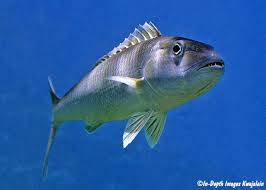 Image result for Aprion virescens