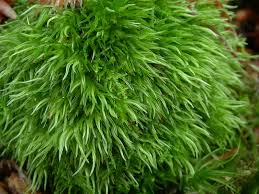 Attēlu rezultāti vaicājumam “Leucobryum juniperoideum”