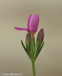 Attēlu rezultāti vaicājumam “Centaurium littorale flower”