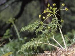 Attēlu rezultāti vaicājumam “Diderma rufostriatum sessile”