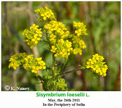 Attēlu rezultāti vaicājumam “Sisymbrium loeselii flower”