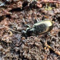 Attēlu rezultāti vaicājumam “Loricera pilicornis”