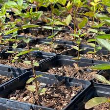 Image result for Blutweiderich