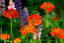Attēlu rezultāti vaicājumam “Silene chalcedonica flower”