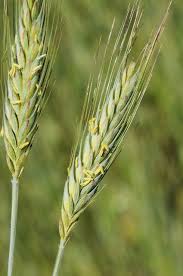 Image result for Secale cereale