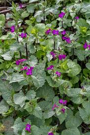 Attēlu rezultāti vaicājumam “Lunaria annua flower”