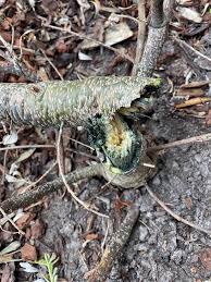 Attēlu rezultāti vaicājumam “Biscogniauxia repanda”