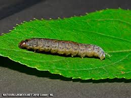 Attēlu rezultāti vaicājumam “Agrotis exclamationis”