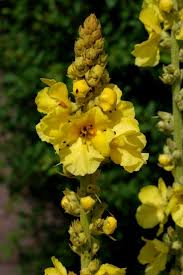 Image result for Verbascum densiflorum