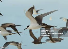 Image result for Onychoprion fuscatus