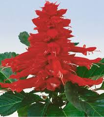 Image result for Salvia splendens