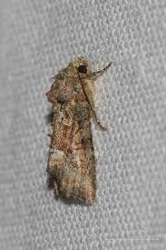 Attēlu rezultāti vaicājumam “Oligia sp.”