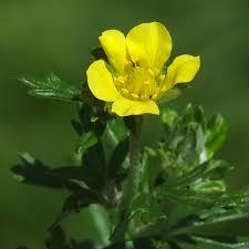 Attēlu rezultāti vaicājumam “Potentilla argentea bud”