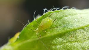 Attēlu rezultāti vaicājumam “Uroleucon cirsii”