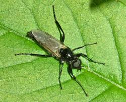 Attēlu rezultāti vaicājumam “Bibionidae”